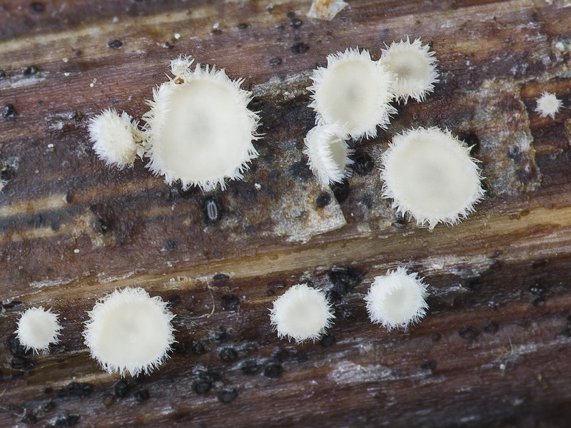 Trichopeziza mollissima